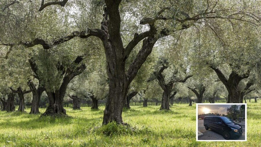 From Athens: Wine, Oil, & Cheese Tasting in Nemea & Argolis - Who should book this tour—and who might not love it