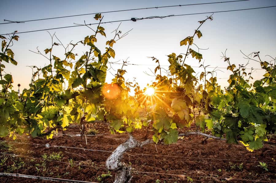 From Melbourne: Yarra Valley Chandon Cheese & Kangaroos Tour - Sunset kangaroo encounter: the bush, your photos, and the guarantee