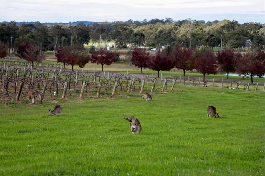 From Sydney: Award-Winning Hunter Valley Wine & Cheese Tour - Should you book this Hunter Valley Wine & Cheese Tour from Sydney?