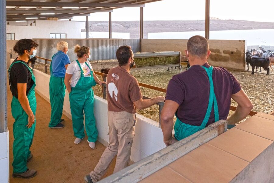 Fuerteventura: Artisan Goat's Cheese Making at Local Farm - Majorero goats: why Fuerteventura cheese has its own identity