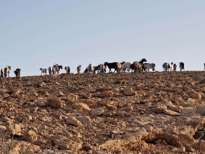 Fuerteventura Goat Cheese Workshop with Transfer from the South - What I’d watch out for before you book