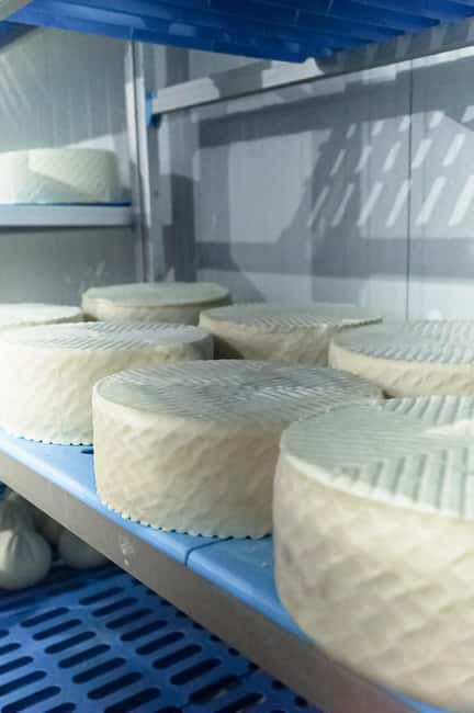 Fuerteventura Goat Cheese Workshop with Transfer from the South - Who this workshop is best for (and who may not love it)