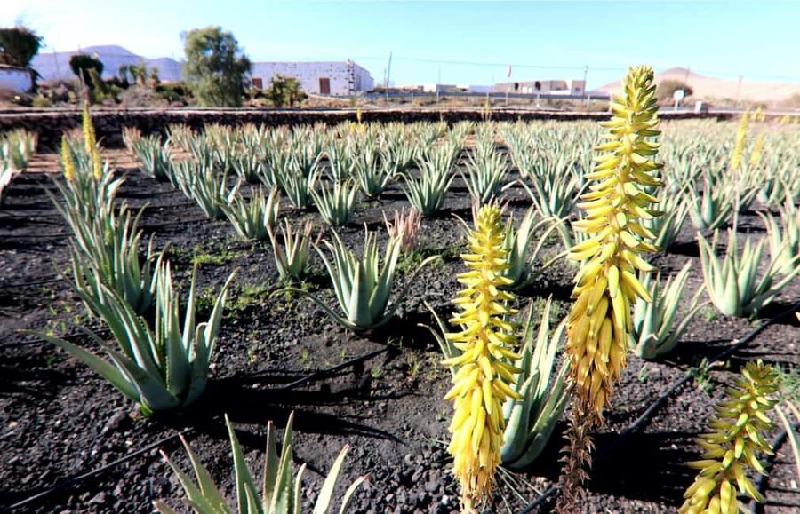 Fuerteventura: Small-Group Island Tour with Cheese Tasting - Key Highlights I’d Prioritize