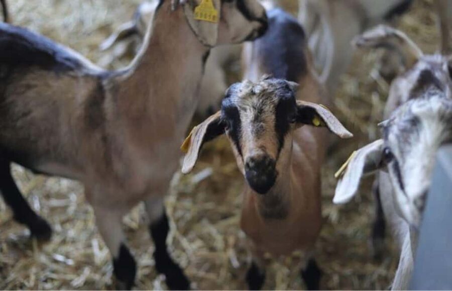 Gran Canaria: Cheese Workshop in Agüimes - From milking to coagulation: your step-by-step cheesemaking