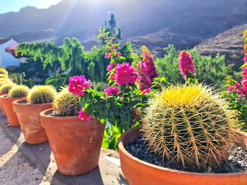 Gran Canaria: Tasting wine & local cheese in Mogan - Inside the two-century-old wine cellar with the sommelier