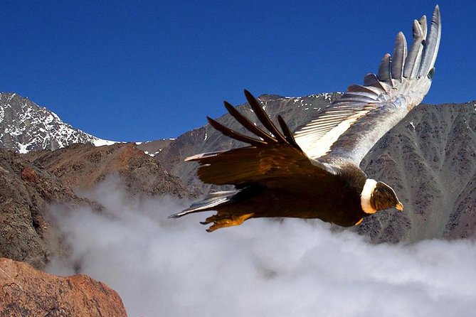 Half Day Private Trip to Valle Nevado with Cheese and Wine Carbon Neutral trip - Key highlights you’ll care about