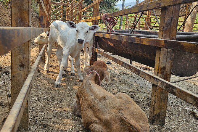 Hands-on Mexican Farm Experience: from Cow to Cheese - Natural Pools to Finish: Relax With Mountain Air