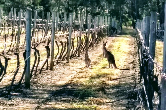 Hunter Valley wine and cheese starting from the Hunter region - What’s Included (and what you’ll probably upgrade)