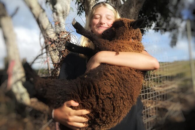 Kauai Private Baby Farm Animal Experience & Micro Dairy Immersion - Mini cows: brushing and haltering up close