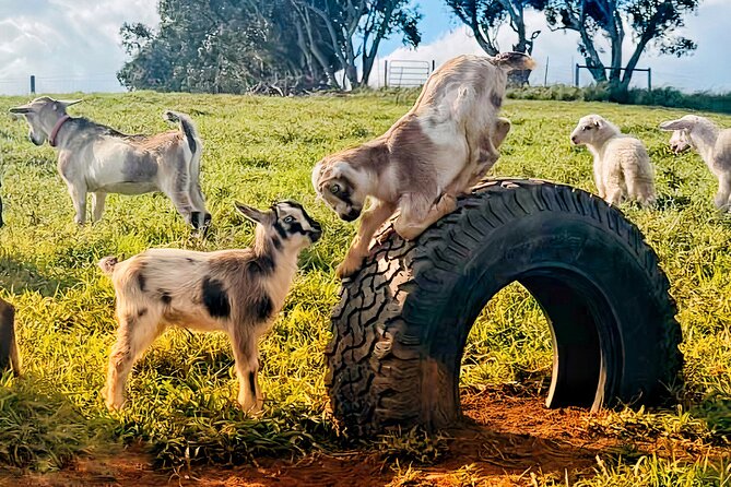 Kauai Private Baby Farm Animal Experience & Micro Dairy Immersion - Conservation lessons you can actually picture on the land