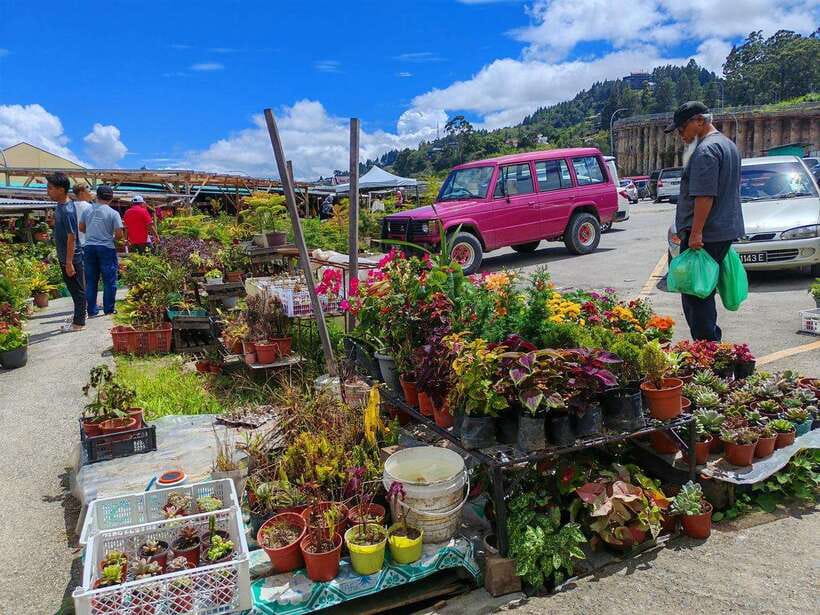 Kundasang : ATV Ride, Dairy Farm Visit & Meal Shared Tour - Price and value: what you pay for, what you’ll likely pay extra