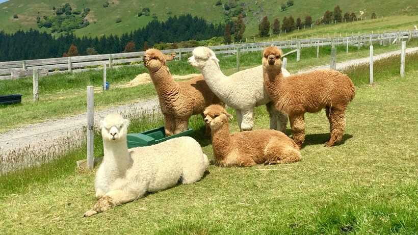 Kundasang: Day Tour with Desa Dairy Farm and Alpaca Club - Pekan Kundasang Break: Lunch Time and Real Town Energy
