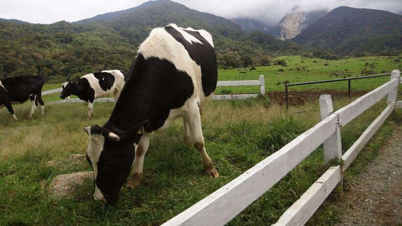 Kundasang: Day Tour with Desa Dairy Farm and Alpaca Club - Sabah City Mosque: A Peaceful Cultural Finish