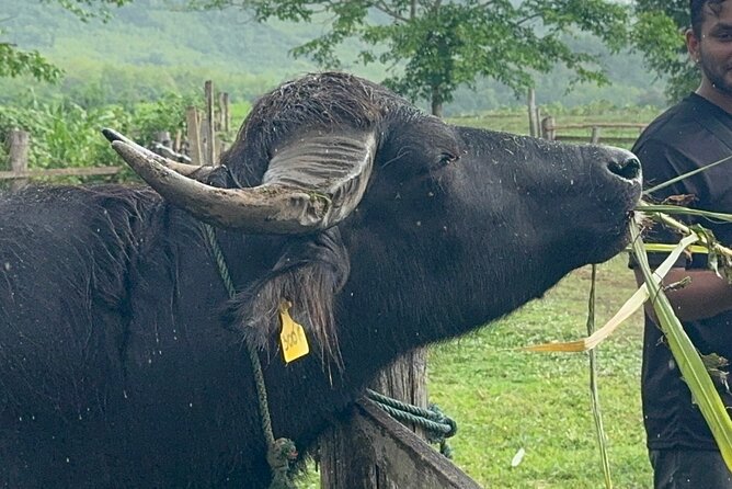 Laos Buffalo Dairy Tours Interact, Learn and Taste Fresh Flavors - Key highlights worth penciling in