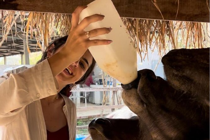 Laos Buffalo Dairy Tours Interact, Learn and Taste Fresh Flavors - Laos Buffalo Dairy near Luang Prabang: a buffalo farm built for hands-on learning