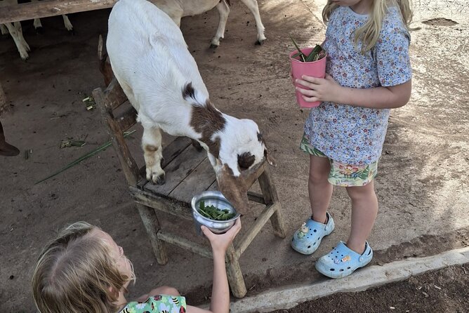 Laos Buffalo Dairy Tours Interact, Learn and Taste Fresh Flavors - Milking and buffalo washing: learning the process, not just the idea