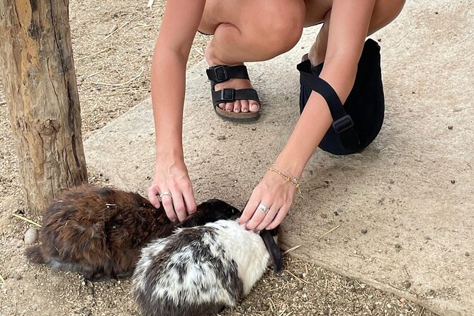 Laos Buffalo Dairy Tours Interact, Learn and Taste Fresh Flavors - More than buffalo: pigs, goats, and rabbits you can feed and pet
