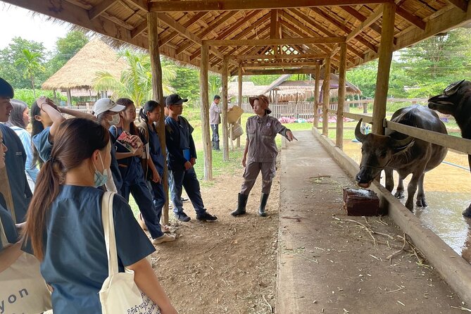 Laos Buffalo Dairy Tours Interact, Learn and Taste Fresh Flavors - Price and value: why $14 can feel like more than an attraction