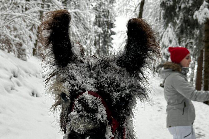 Llama hike with homemade, traditional cheese fondue - Price and Value: Getting Dinner Plus a Guided Hike
