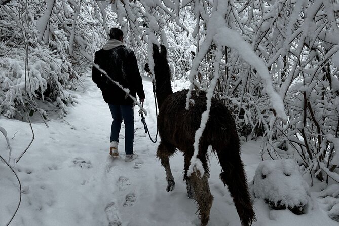 Llama hike with homemade, traditional cheese fondue - Who This Llama Hike With Fondue Is Best For