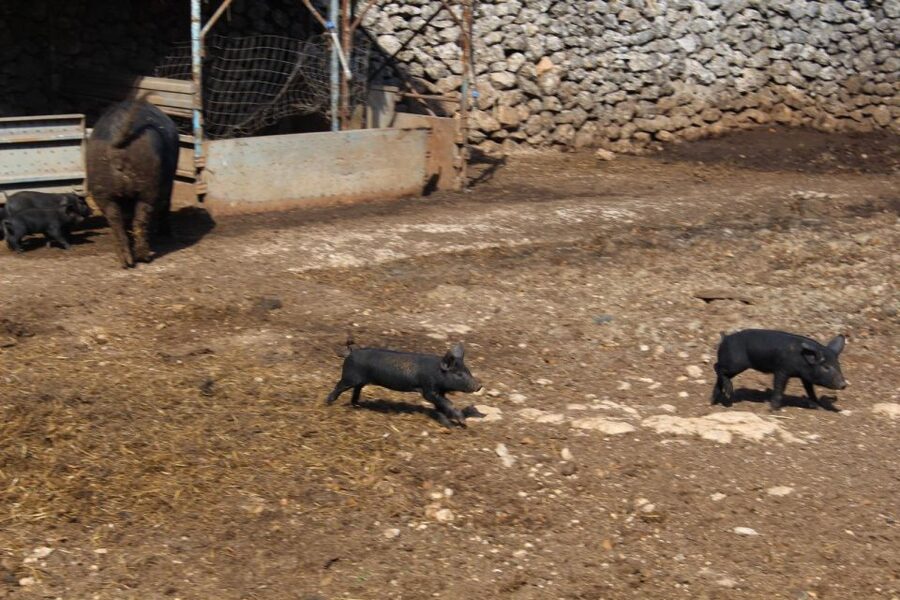 Martina Franca: E-bike farm tour & cheese tasting - Price and value: what $55 gets you, and what’s extra