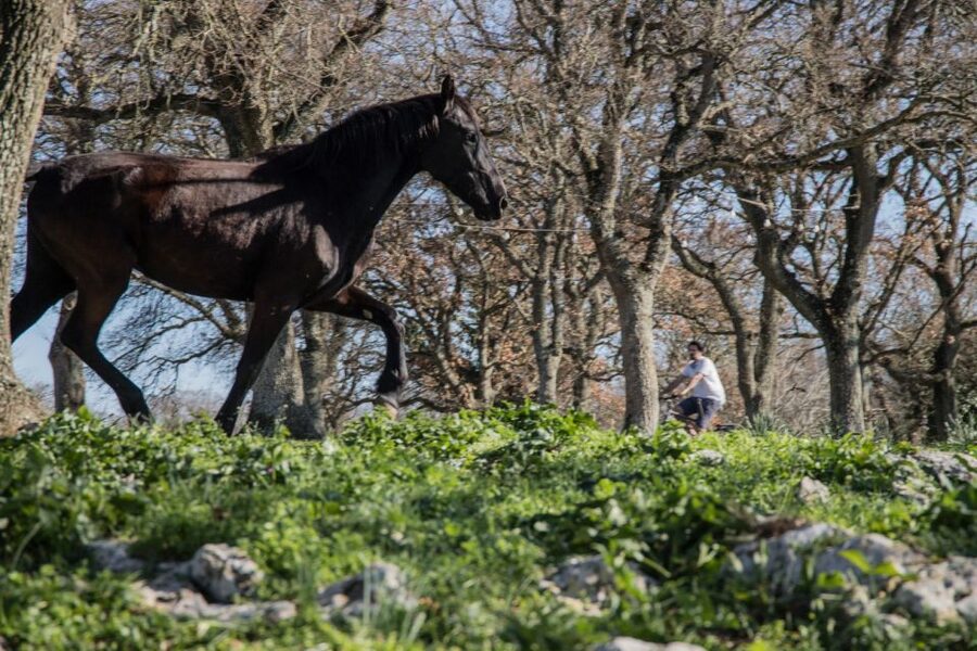 Martina Franca: E-bike farm tour & cheese tasting - Stop 1: the riding route through Martina Franca’s key landmarks