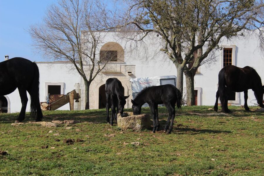 Martina Franca: E-bike farm tour & cheese tasting - Stop 4: Apulian black pig encounter—why this native breed counts