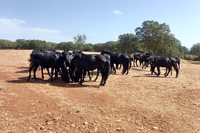 Martina Franca e-Bike tour . Visit a breeding and a dairy farm - Key highlights to know before you go