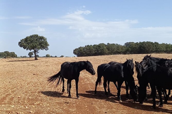 Martina Franca e-Bike tour . Visit a breeding and a dairy farm - Why Martina Franca and the Itria Valley fit an e-bike farm day