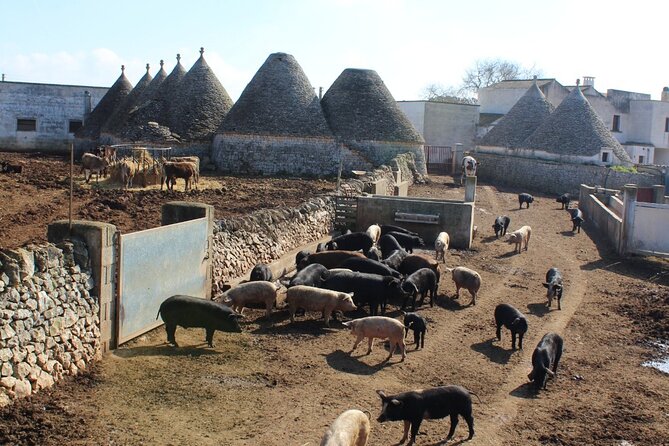 Martina Franca e-Bike tour . Visit a breeding and a dairy farm - Price and value: is $111.13 per person a fair deal?