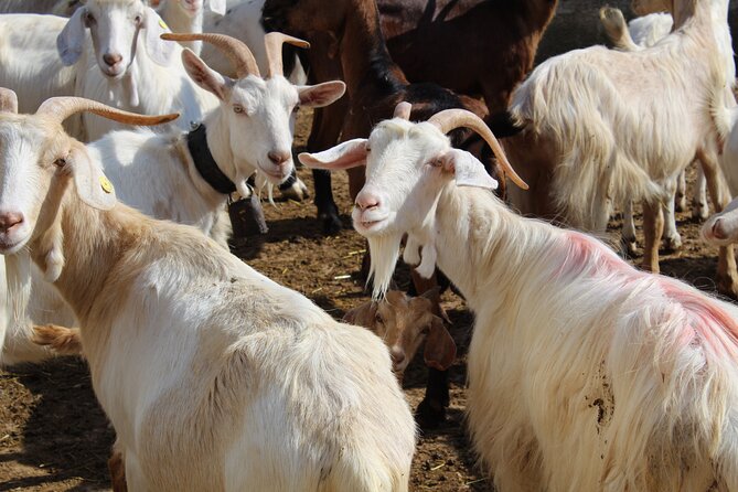 Martina Franca e-Bike tour . Visit a breeding and a dairy farm - Who should book this e-bike farm tour