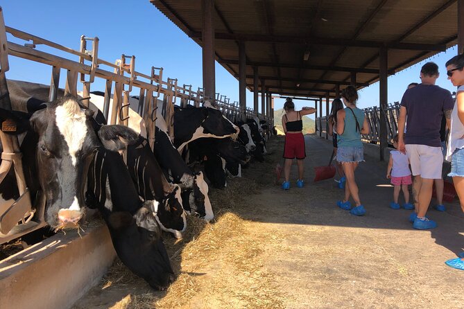 Menorca: Cheesemaking and Farm-Fresh Product Tasting - What You’re Actually Doing With the Cheese (And Why It Matters)