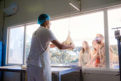 Menorca: Guided visit to the Subaida cheese factory, - Inside the working dairy: animals, cowshed, and milking room