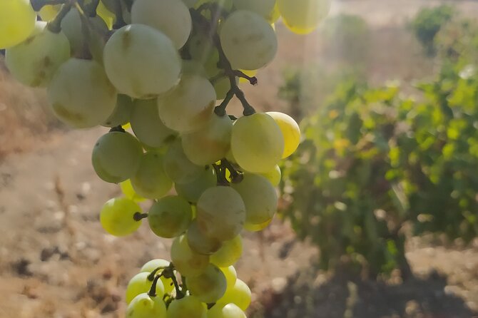 Naxos Farm Experience and cheese making - Key Things I’d Plan Around
