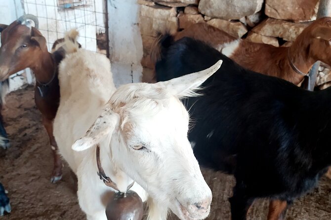 Naxos Farm Experience and cheese making - Price and Value: Is $178.71 Worth It