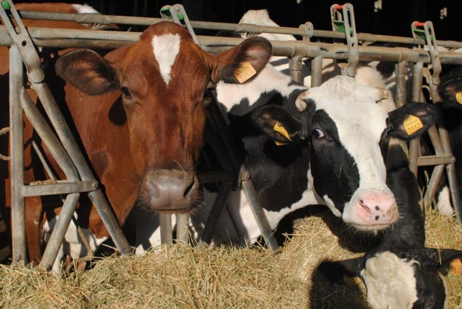 Parma: Traditional Cheese Factory Visit with Tasting - Key highlights at a glance