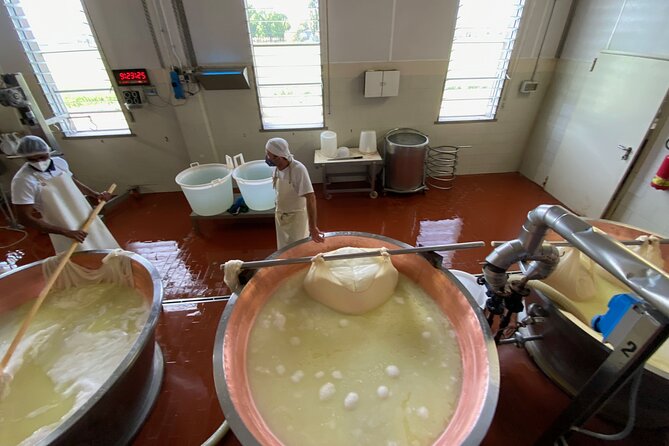 Parmigiano-Reggiano Cheese Factory Small group Tour From Parma - The guide and the small-group advantage (when you get Mattia)