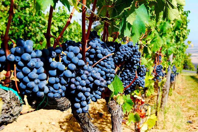 Pienza, Montalcino, Brunello Wine and Pecorino Cheese PRIVATE TOUR from FLORENCE - The value behind this Florence-to-Tuscany private day