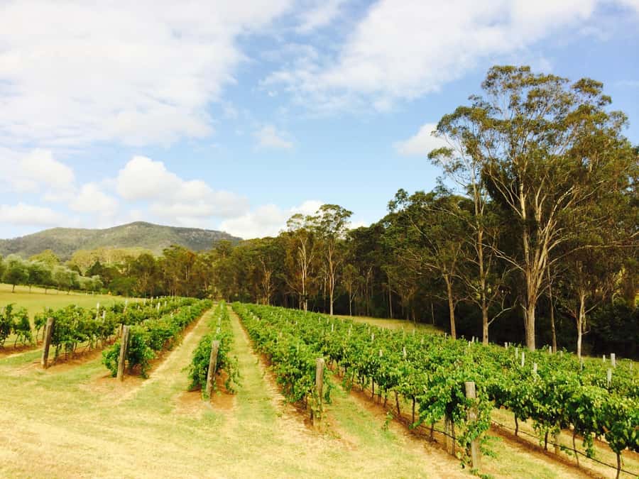 Pokolbin: Tulloch Hunter Heroes Wine Tasting & Cheese Board - Should You Book Tulloch Hunter Heroes Wine Tasting & Cheese Board?