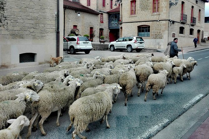 Private Basque Cheese & Txakoli Wine Tour from San Sebastian - The Scenic Return Drive: Winding Roads, Sea Spray, and Farm Views