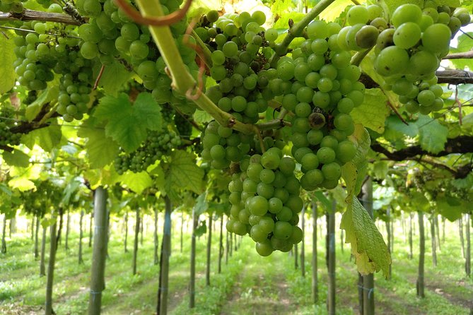Private Basque Cheese & Txakoli Wine Tour from San Sebastian - Price and Value: What $580.92 Buys You (And What It Saves You)