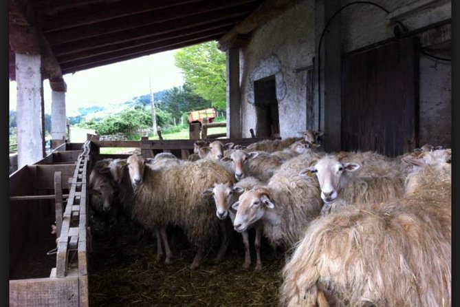 Private Basque Cheese & Txakoli Wine Tour from San Sebastian - How the 8-Hour Format Works in Real Life