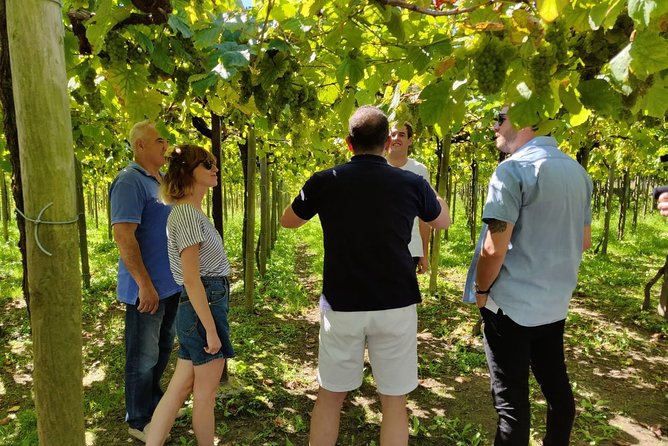 Private Basque Cheese & Txakoli Wine Tour from San Sebastian - Who This Basque Cheese and Wine Tour Is Best For