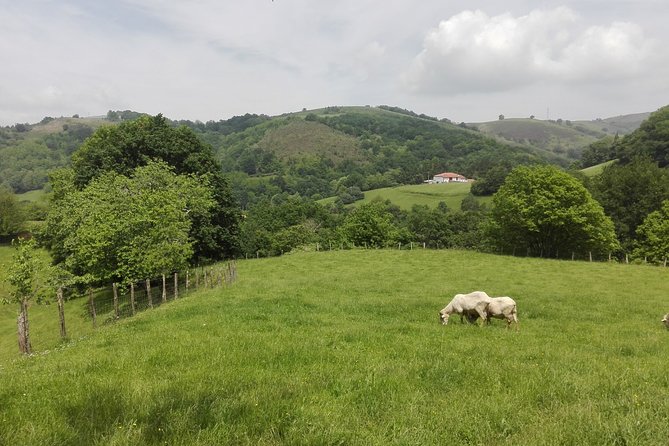 Private Basque Cheese & Txakoli Wine Tour from San Sebastian - Should You Book This Tour?