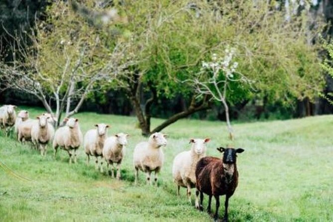 Private Classical Wine and Cheese Pairing Experience - Cambray Farmhouse Cheese From Nannup: The Real Partner
