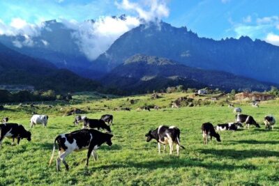 Private Desa Dairy Farm, Kinabalu National Park, Hot Spring & Canopy Walk Tour - Desa Dairy Farm: Cold Air and Mountain-Foot Pastures