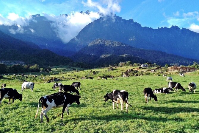 Private Desa Dairy Farm, Kinabalu National Park, Hot Spring & Canopy Walk Tour - Desa Dairy Farm: Cold Air and Mountain-Foot Pastures
