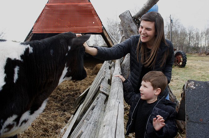 Private Tour at Historic Alaska Dairy Farm - Beyond cows: Icelandic sheep and rabbits in the barn-and-pasture mix