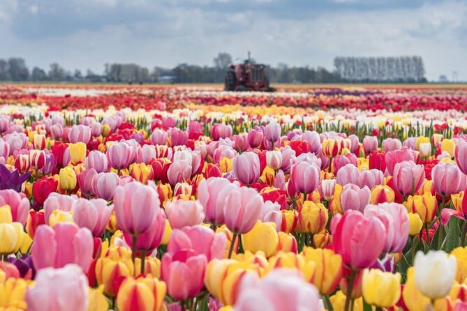 Private Tour to Tulips, Keukenhof, Windmills & Cheese Farm - The “private” part that actually matters
