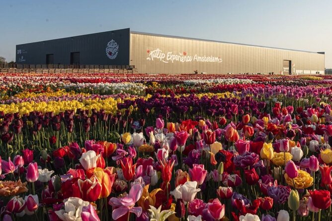 Private Tour to Tulips, Keukenhof, Windmills & Cheese Farm - Timing, pickup, and what to pack for an 8-hour day